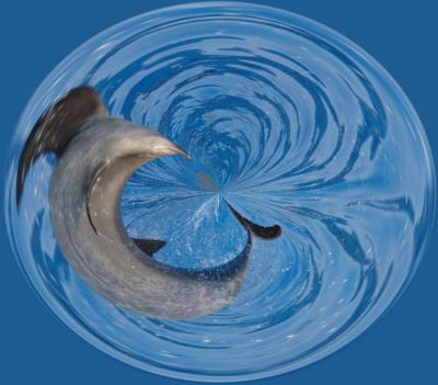 Distorted dolphin