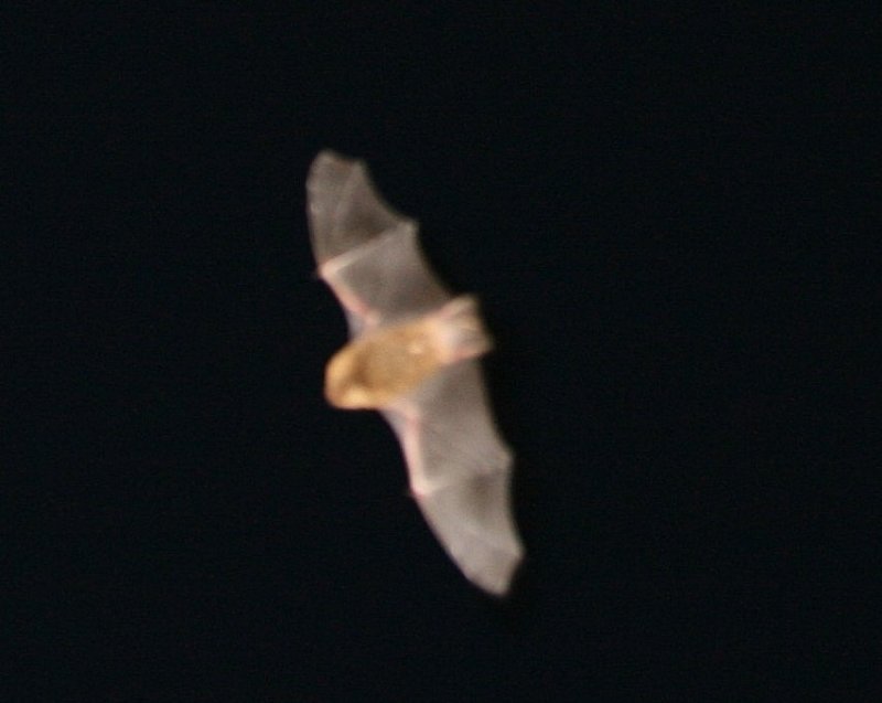 Bat