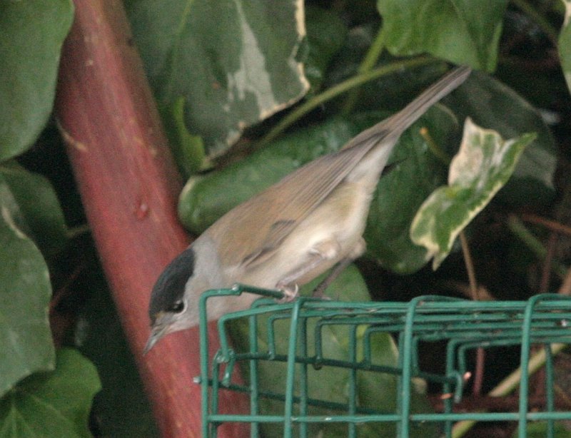 Blackcap