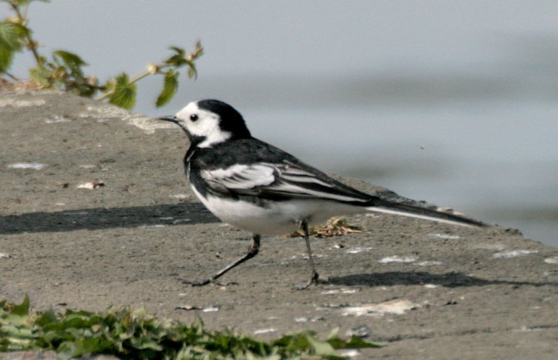 Pied Wagtail