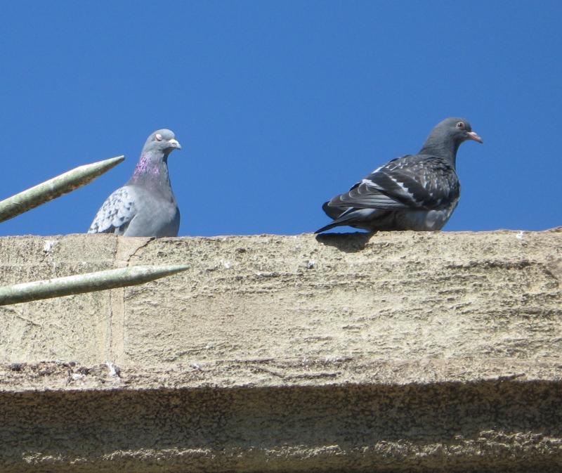 Spring is here, all the pigeons are at it.