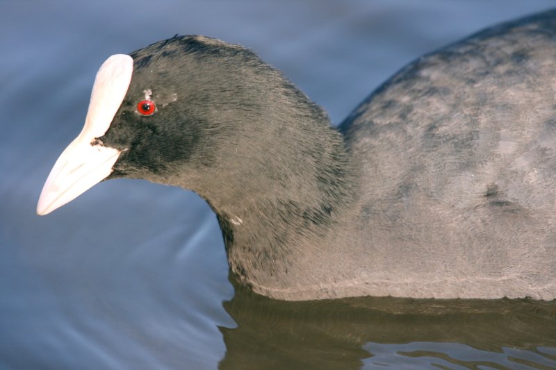 As bald as a Coot.