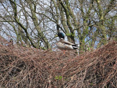 Up a tree ?.