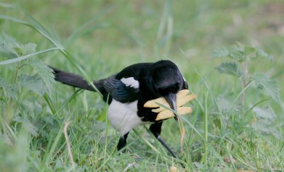Magpies like chips.