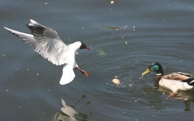 Lunch dispute.