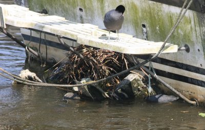 A Coot built its nest on the back of this boat.