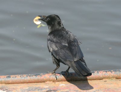 I think it is a Rook