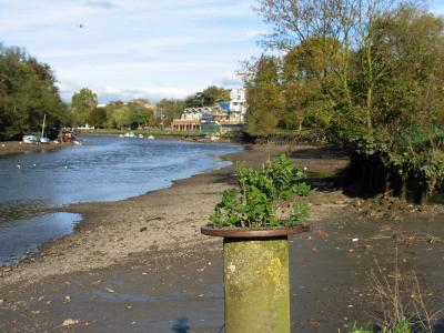 Looking towards Richmond town, from Petersham meadow.