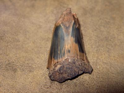 60 million year old shark tooth. From Warden Point.