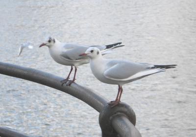 2 seagulls.