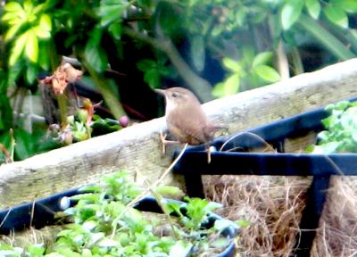 My 1st ever picture of a Wren.