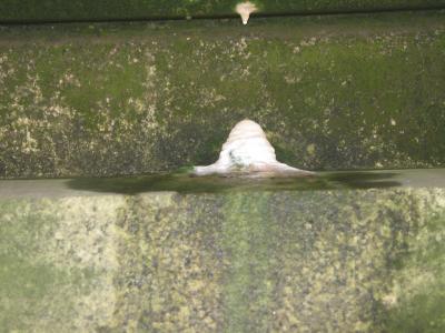 Stalagmites under the bridge.