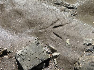 Dinosaur print under the bridge.