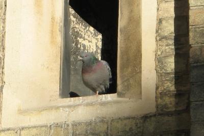 Pigeon taking the evening sun in an open window.