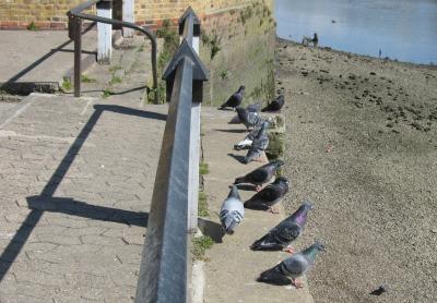 Rock Doves are everywhere.