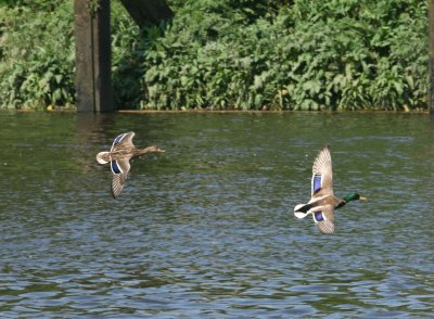 Mallards