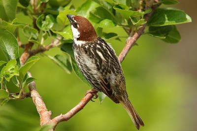 Wrbel rdziemnomorski (Passer hispaniolensis)