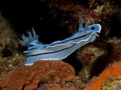 DSC_0030.jpg