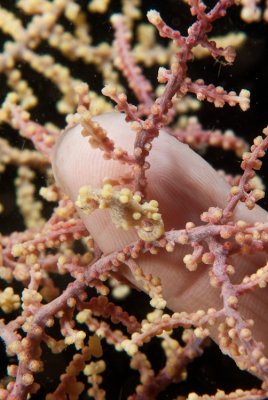 Pygmy Seahorses