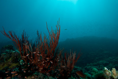 DSC_0070.jpg