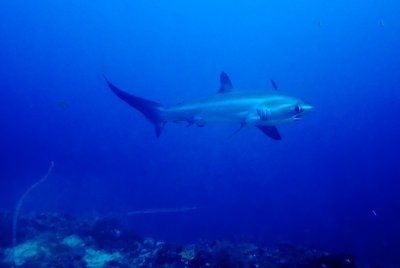 Thresher Sharks