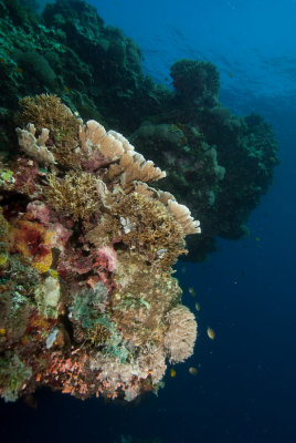 Balicasag Island, Bohol