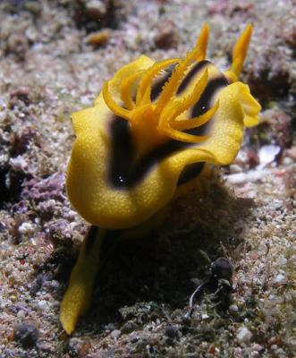 Chromodoris joshi