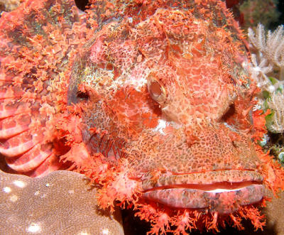 Scorpion Fish
