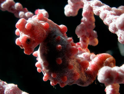 Pygmy Seahorse