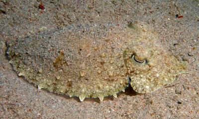 Sepia sp. (Cuttlefish)