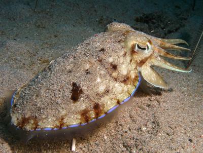 g3/50/571850/3/55529137.Cuttlefish02.jpg