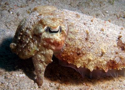 Sepia sp. (Cuttlefish)