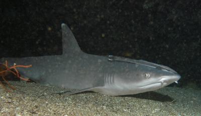 Triaenodon obesus (Whitetip reef shark)