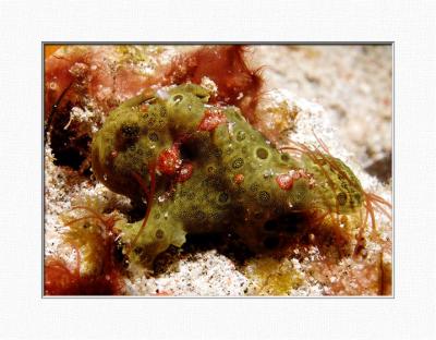 Antennarius sp. (a juvenile Frogfish)