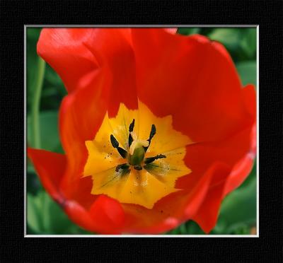 Peace Tulip