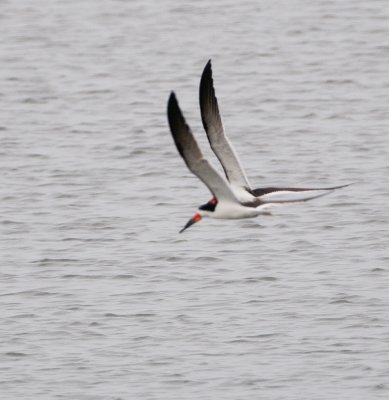 Terns and Skimmers