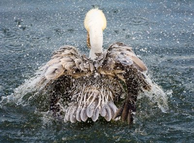 Pelicans 