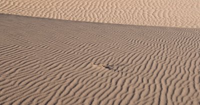 Dune Shapes