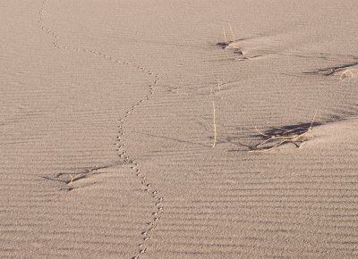Dune Tracks 2