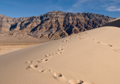 Dune Tracks