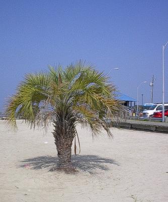 The Beach Palm