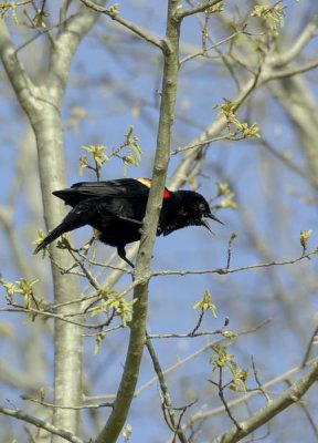 Redwing Black Bird