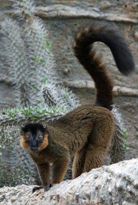 collared brown lemur
