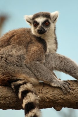 ring tailed lemur