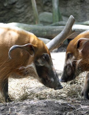 red river hog