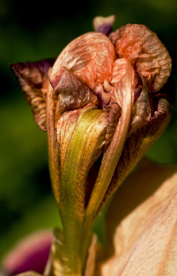 emerging iris