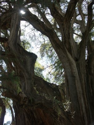 cypress tree/world's largest biomass