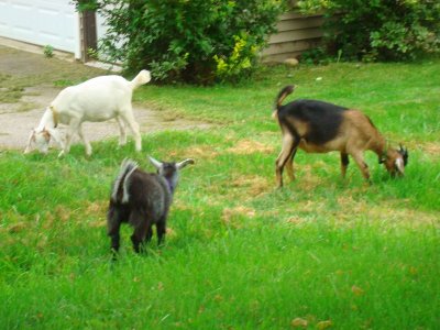 George, Peggy Sue & Martha grazing in the yard