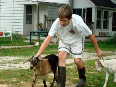 CJ trying to get the goats back in!