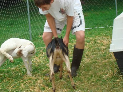 playing with the goats